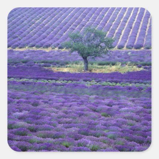 Lavender fields, Vence, Provence, Frankrijk Vierkante Sticker (Voorkant)
