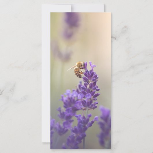 Lavender Flower Honeybee Carte photo de la nature (Devant)