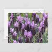 Lavender Flowers Briefkaart (Voorkant / Achterkant)