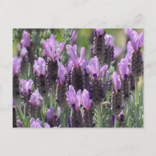 Lavender Flowers Briefkaart