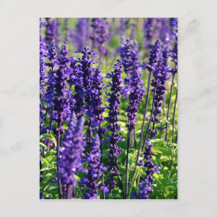 Lavender Flowers Briefkaart