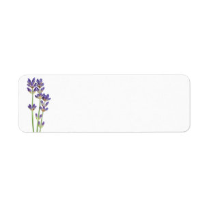 Lavender Flowers geïsoleerd op witte achtergrond Etiket