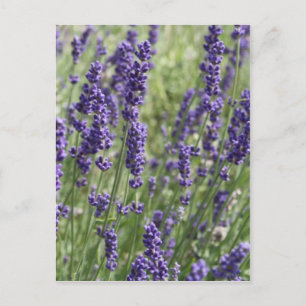 Lavender Flowers Post Card Briefkaart