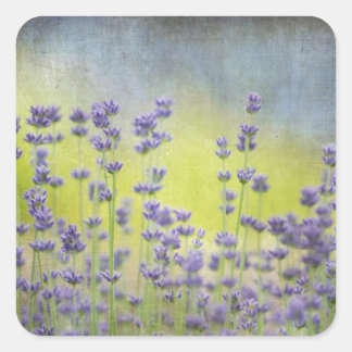 Lavender Flowers Vierkante Sticker