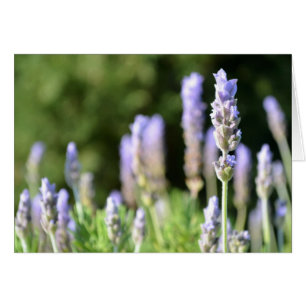 Lavender-fotokaart