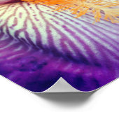 Lavender-gelaagde Iris ventilator Petal Sluiten Poster (Hoek)