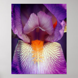 Lavender-gelaagde Iris ventilator Petal Sluiten Poster