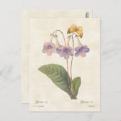 Lavender Gloxinia  Botanische illustratie Briefkaart (Voorkant / Achterkant)