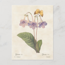 Lavender Gloxinia Botanische illustratie Briefkaart