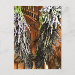 Lavender Hanging in een Barn Briefkaart