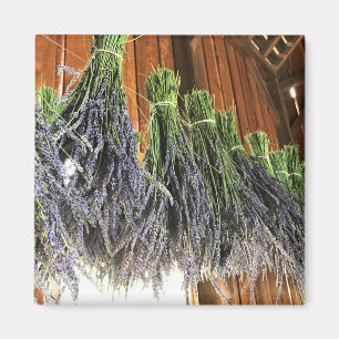 Lavender Hanging in een Barn Magneet
