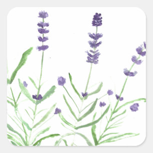 Lavender herb botanische waterverf paarse rustige vierkante sticker