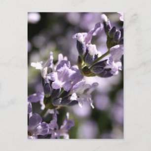 Lavender Herbs Briefkaarten