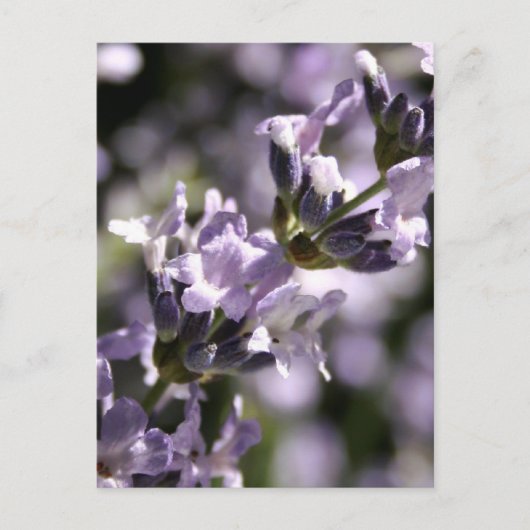 Lavender Herbs Briefkaarten (Voorkant)