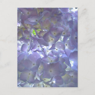 Lavender Hydrangeas Briefkaart