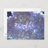 Lavender Hydrangeas Briefkaart (Voorkant / Achterkant)