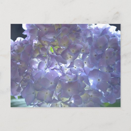 Lavender Hydrangeas Briefkaart (Voorkant)