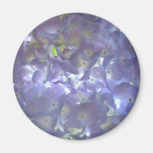 Lavender Hydrangeas Magneet (Voorkant)