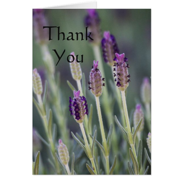 Lavender in Bloom Hartelijk dank (Voorkant)