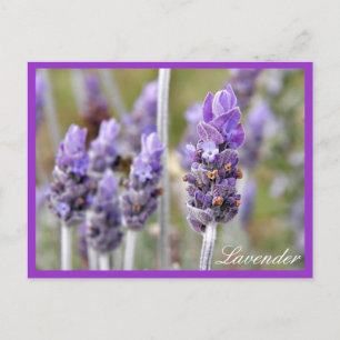 Lavender in briefkaart