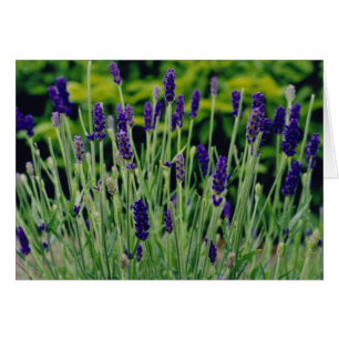 Lavender in Dublin, Ierland