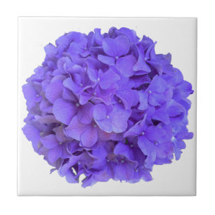 Lavender lila paars Hydrangeas purple Flowers Tegeltje