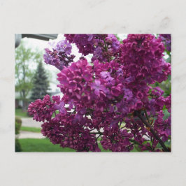 Lavender Lilacs Briefkaart