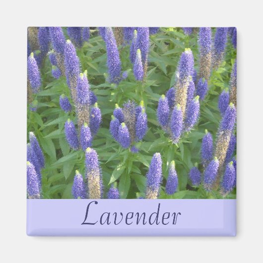 Lavender Magneet (Voorkant)