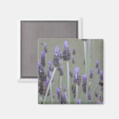 Lavender Magneet (Voorkant / Achterkant)