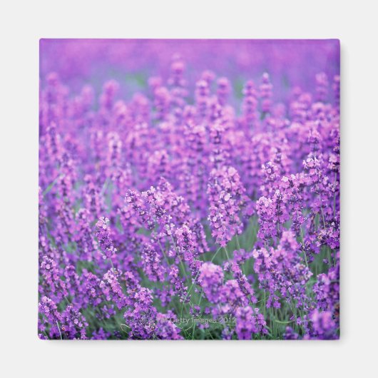 Lavender Magneet (Voorkant)