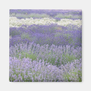 Lavender Magnet Magneet