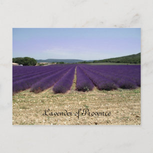 Lavender of Provence Briefkaart