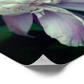 Lavender Peony-bloem dicht bij Bloom Poster (Hoek)