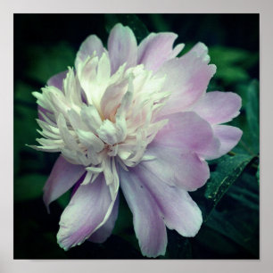Lavender Peony-bloem dicht bij Bloom Poster
