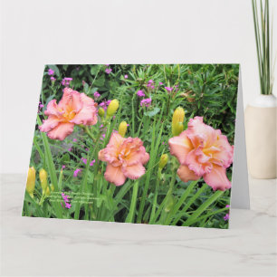 Lavender Pink Double Daylilies Kaart