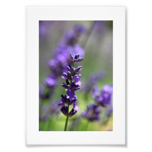 Lavender Portrait Foto Afdruk