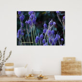 Lavender Poster (Keuken)