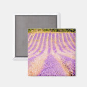 Lavender Provence France Magnet Magneet (Voorkant / Achterkant)