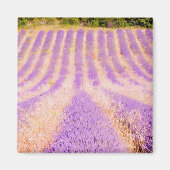 Lavender Provence France Magnet Magneet (Voorkant)