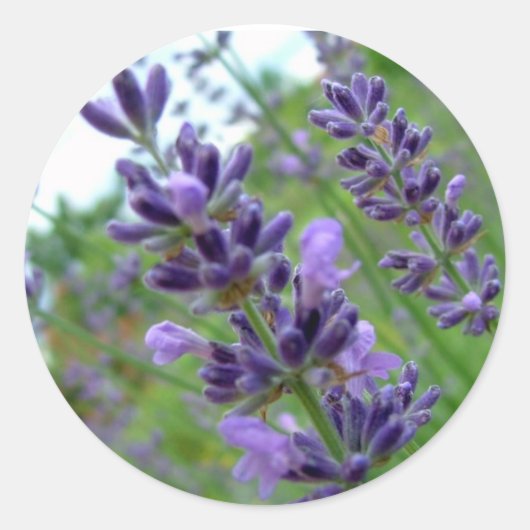 Lavender Ronde Sticker (Voorkant)