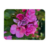 Lavender Roze Roos Magneet (Horizontaal)
