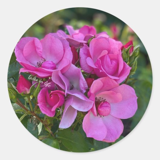 Lavender Roze Roos Ronde Sticker (Voorkant)