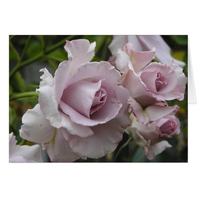 Lavender Rozen Card (Voorkant Horizontaal)