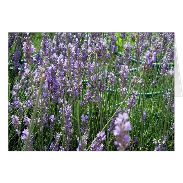 Lavender, S Cyr (Voorkant Horizontaal)