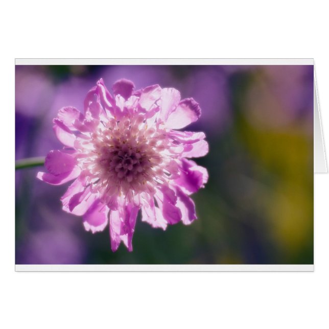 Lavender Scabiosa Flower (Voorkant Horizontaal)