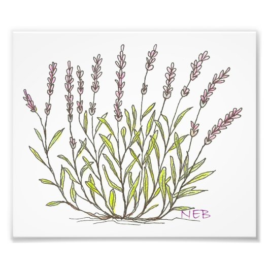 Lavender Sketch Print Foto Afdruk (Voorkant)