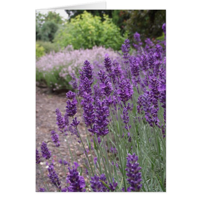 Lavender Summer (Voorkant)