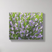 Lavender-veld Canvas Afdruk (Voorkant)