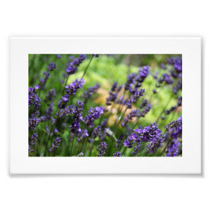 Lavender-veld Foto Afdruk
