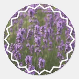 Lavender-veld Ronde Sticker